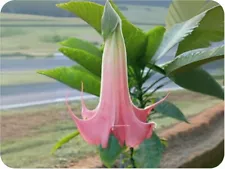 3 Fresh Cutting Dola Pink Brugmansia Angel Trumpet Fragnant Tropical Live Plant