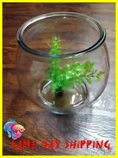 1 Gallon Glass Fish Tank Bowl Large Round Terrarium & 1 Plant + 1 Betta Leaf