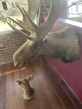 moose head