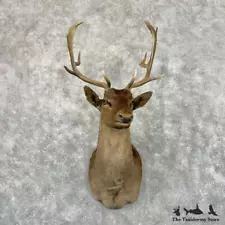 #29041 N | Chocolate Fallow Deer Shoulder Mount For Sale