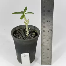 Dorstenia gigas var bullatat cutting for sale by Little One Plant Nursery