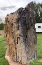 ðRR⛏️: Partially Burned Arizona Petrified Wood, Woodworthia, 11 Lb!