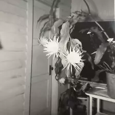 1950s Queen of the Night Epiphyllum Oxypetalum Cactus Flower Plant Photo P13j21