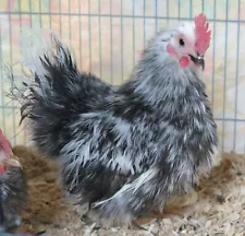 6 Rare Silkied Serama MICRO chicken Hatching EGGS- Longtime Breeder