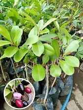 java plum tree for sale