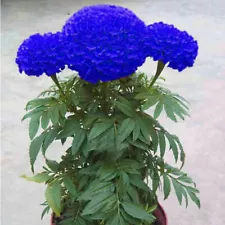 1 Pack 120 Blue Marigold Seeds Tagetes Garden Flowers