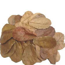 3.75 Kg Top Quality Bulk Sale Indian Almond Catappa Ketapang Leaves For Beta