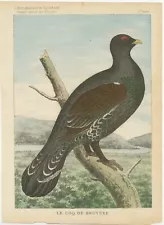 Old Bird Print of a Black Grouse