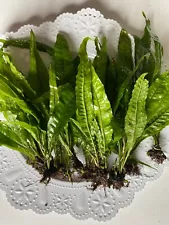 FIVE MD Java Fern- Easy Live Plant Great for Low-Tech, Low Light Aquariums!