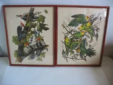 Pr Vtg John Audubon reprints by Havell & Sons London Woodpecker Parrots Mid 20th