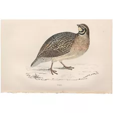 Morris Birds antique 1863 hand-colored engraving print 180 Quail