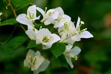 Bougainvillea White Color 3 Well Rooted Live High Rare Plant Cuttings Ceylon