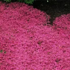 100 MOTHER OF THYME Lemon Broadleaved Thymus Pulegioides Herb Pink Flower Seeds