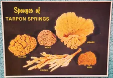 Sponges Of Tarpon Springs Florida Vintage Unused Postcard
