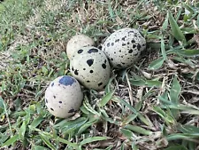 (18) Coturnix quail hatching eggs for sale