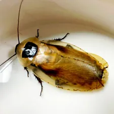 Discoid Roach STARTER COLONY **PREGNANT females INCLUDED** cricket FLORIDA LEGAL