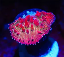 Cornbred's Convict Watermelon Plate - WYSIWYG - Frag - LIVE CORAL