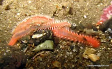 Bristle worms Cleanup Crew Invertebrates Seahorse Food Copepods Live Rock Coral