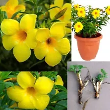 Allamanda cathartica Flower Trumpet Yellow Live Plant Cuttings 5 Houseplant