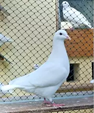 2 FERTILE FRESH WHITE KING PIGEON HATCHING EGGS QUICK USPS 3 DAY PRIORITY MAIL