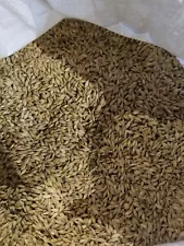 5 Lbs barley Seed. Grass for Your Cat, Dog, Chickens, Rabbits, And More! Non-GMO