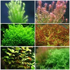 live aquarium plants 6 Species 50 Stems Low Light Package Great For Beginners