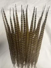 Extra-long Beautiful Ringneck Pheasant Tail Feathers for Native American Crafts