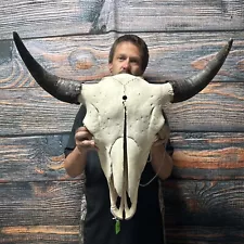 XXL Bull Buffalo Bison Skull Male Horn Animal Mount Western Unique Cabin Decor