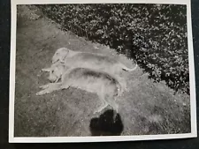 VINTAGE B/W PHOTO ~ 2 Sleeping Bedlington Terrier Dogs, c1940s. 11 x 8cm