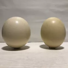 2 Genuine Ostrich Blown Out Eggs for crafting Painting