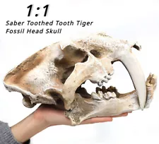 authentic saber tooth tiger skull for sale