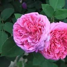 Perennial Damask Rose Bush Flower Seeds With Pink Fragrant Double Petals Roses