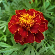 Marigolds seeds,5000 Marigolds Carmen,Tagetes patula,organic-878+TRACK №