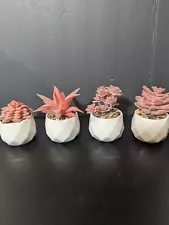 Mini Succulents Plants Artificial in Pots-Rose Small Fake Ceramic Pink