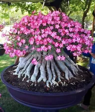 30 Seeds of Pink Adenium (Desert Rose) for Planting, Bonsai, Garden decoration