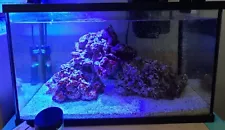 Live rock for saltwater fish tank