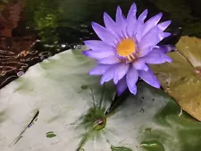 Nymphaea Micrantha | Aquarium Plant West African Tropical Lily