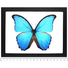 Morpho didius REAL FRAMED BUTTERFLY BLUE PERU