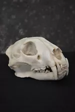 Reproduction African Leopard Skull ser for sale SKU 1676