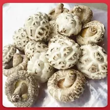 Dried Flower Mushrooms Special Grade - White Flower Mushrooms with Thick Meat