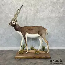 #29256 P | India Blackbuck Life Size Taxidermy Mount For Sale - Antelope