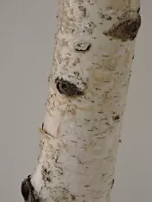 12" Silver White Paper Birch Wood Stick Branch Log Nature Crooked 2~2 3/16"D