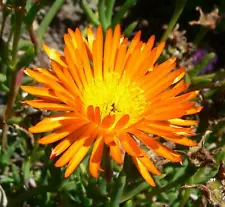 Lampranthus Aureus orange ice plant living stone succulent - 10 Seeds