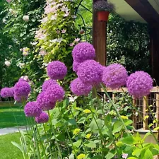 200pcs Giant Allium Seeds GLOBEMASTER Allium Giganteum Onion Chive Seed