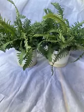 (2) Artificial 12” Ferns Plant potted in round 6”x6” Ceramic Pot FREE SHIPPING.