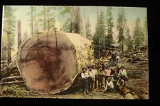 LUMBERJACKS GIANT CALIFORNIA REDWOOD TREE READY FOR SAWMILL THOUSAND WONDERS