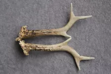 NATURALLY SHED ROE DEER ANTLERS - SET (PAIR, HORNS, KNIFE, HUNTING, TAXIDERMY)