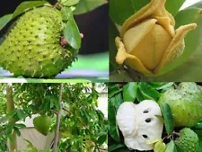 Soursop fruit tree Annona muricata GraviolaTropical RAREBrazilianpawpaw 30 SEEDS