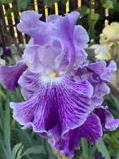 Iris Telepathy' (Keith Keppel, R. 2002) Tall Bearded Iris 1 rhizome