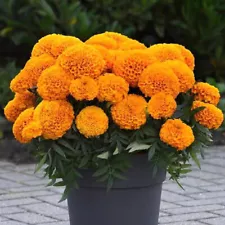 French Marigold TANGERINE DOUBLE DWARF Beneficial Plant Non-GMO 100 Seeds Bulk